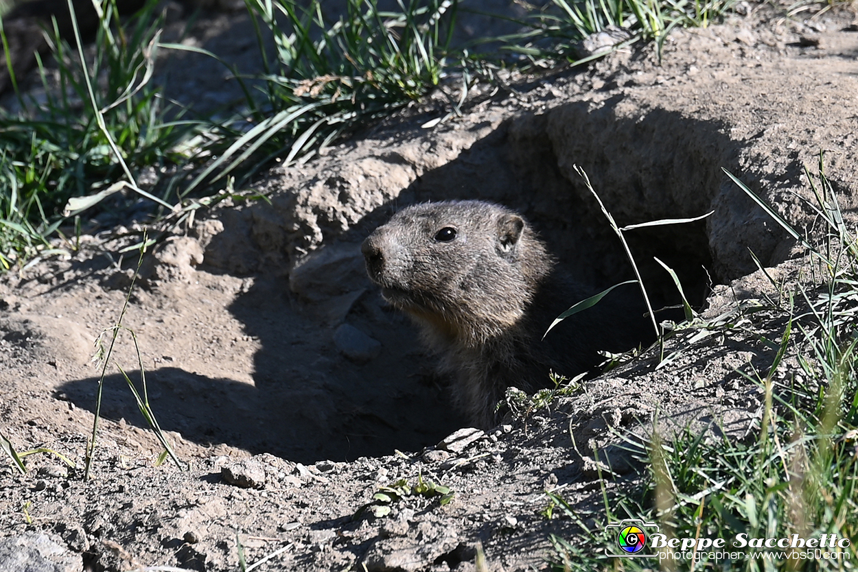 VBS_1 -  Plateau du Mont-Cenise, Grand Croix, Marmotte_-_0068 mt.jpg